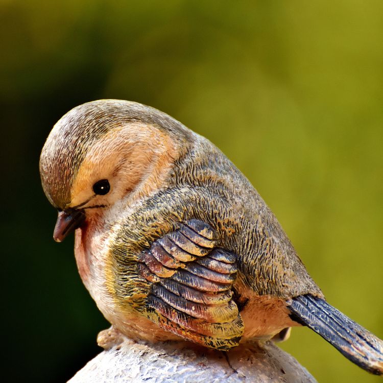 bird vet