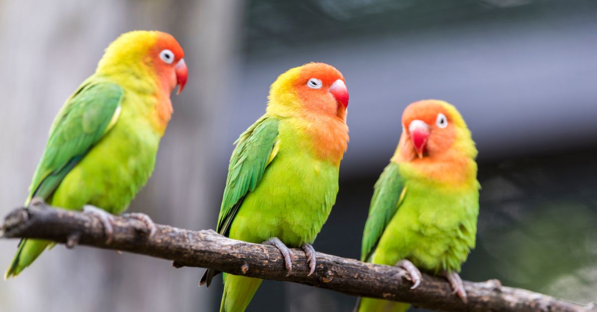 Finding a Reptile or Bird Vet in Klang Valley: What to Check