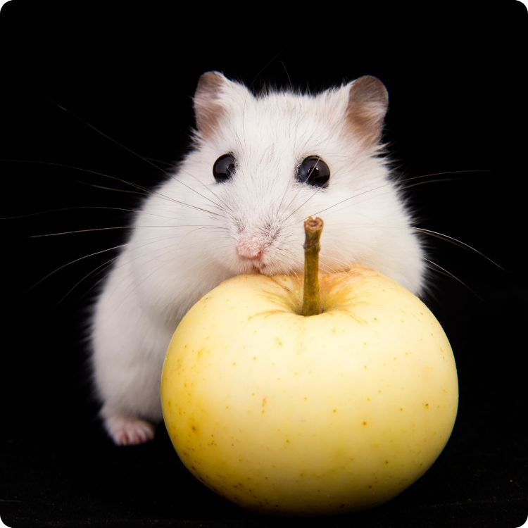 dwarf hamster