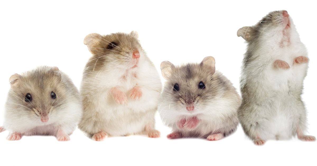 Are Dwarf Hamsters Prone to Diabetes? Rodent Health Facts