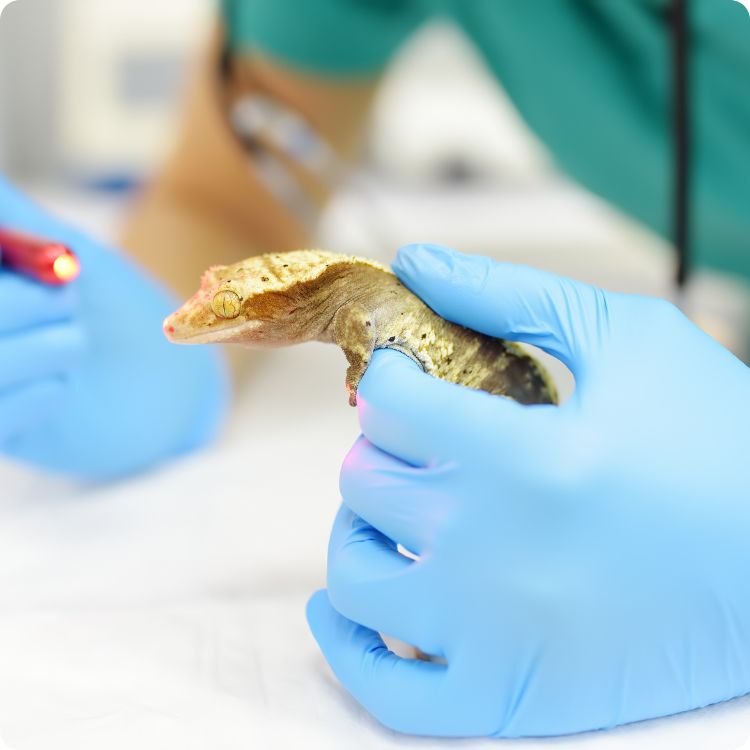 exotic and small animals vet