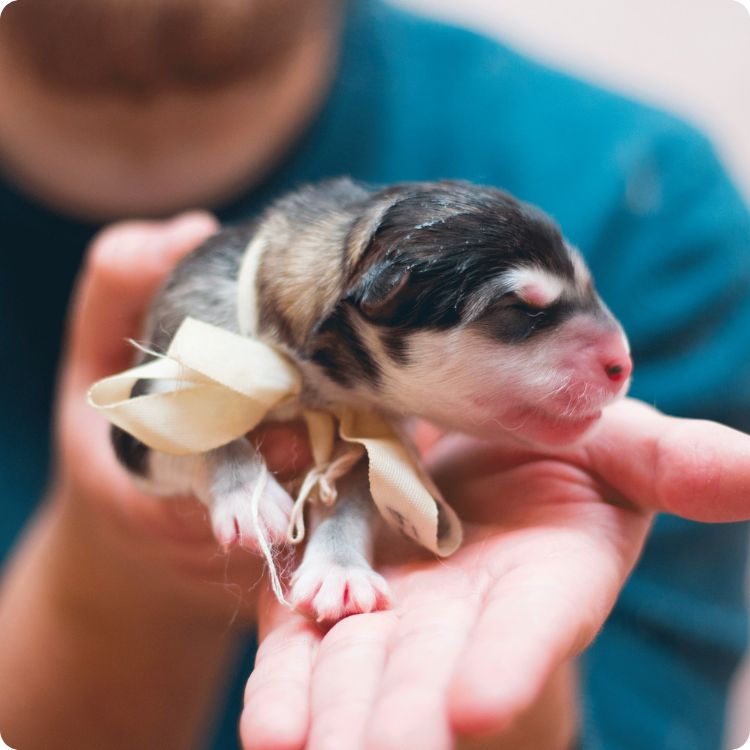 exotic and small animals vet