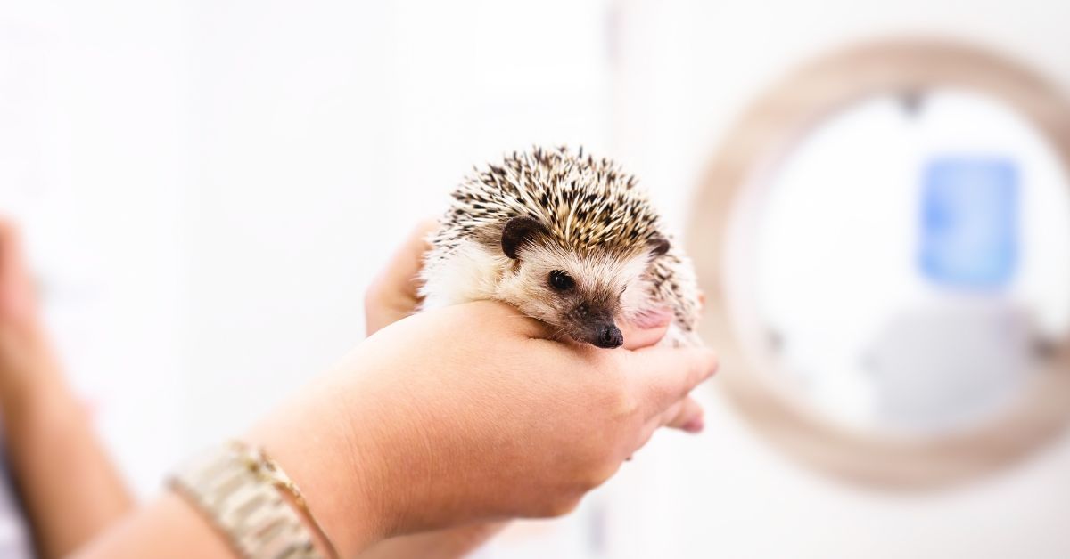 Expert for Exotic & Small Animals Vet in Selangor (2026)
