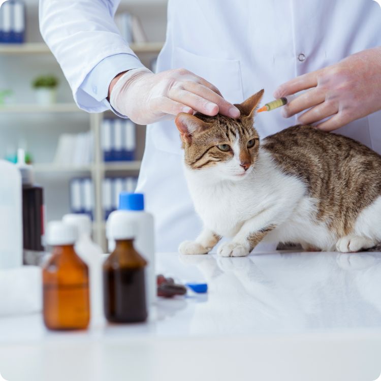 pet insurance