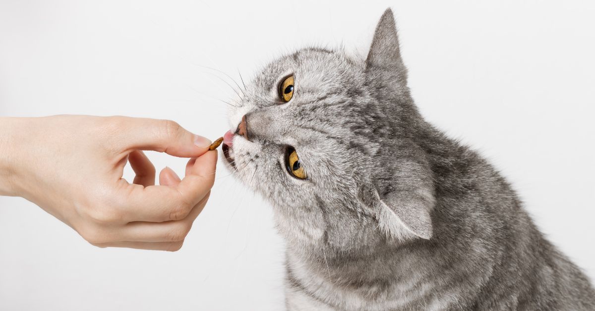 7 Human Foods Toxic to Pets, Include Birds & Rabbits (2026)