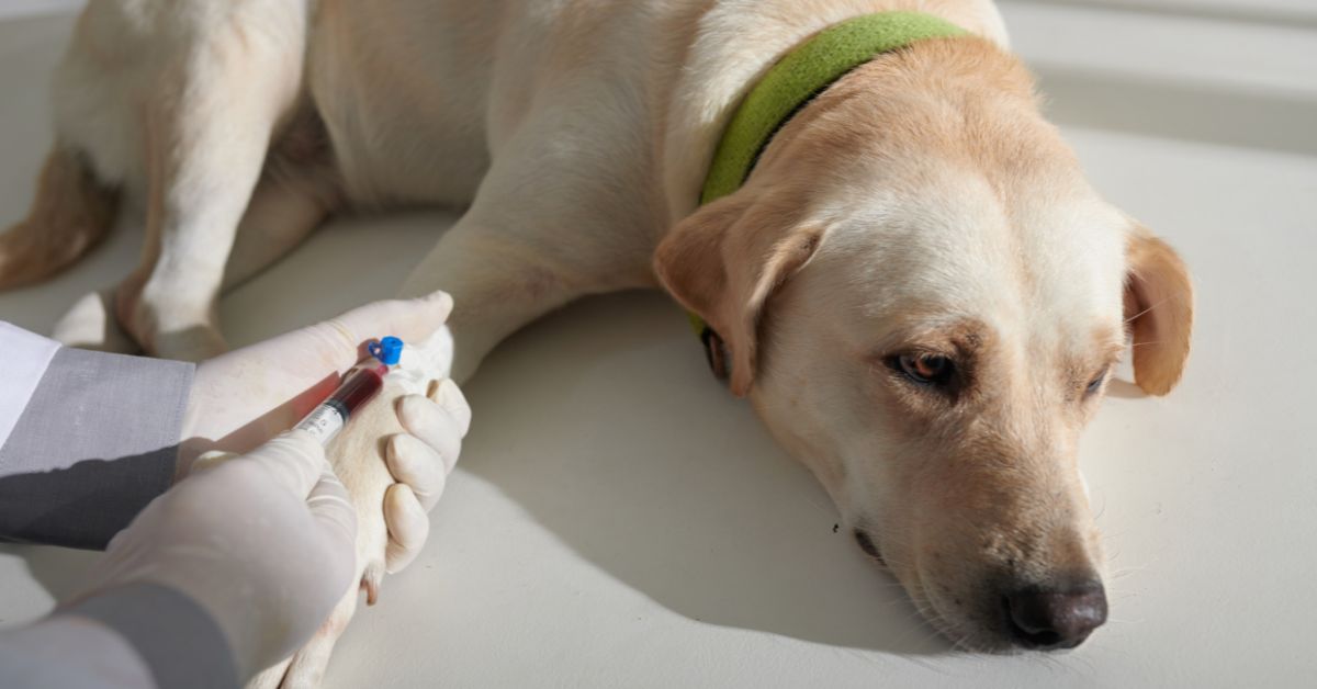 What Happens During a Pet Blood Donation? Step-by-Step