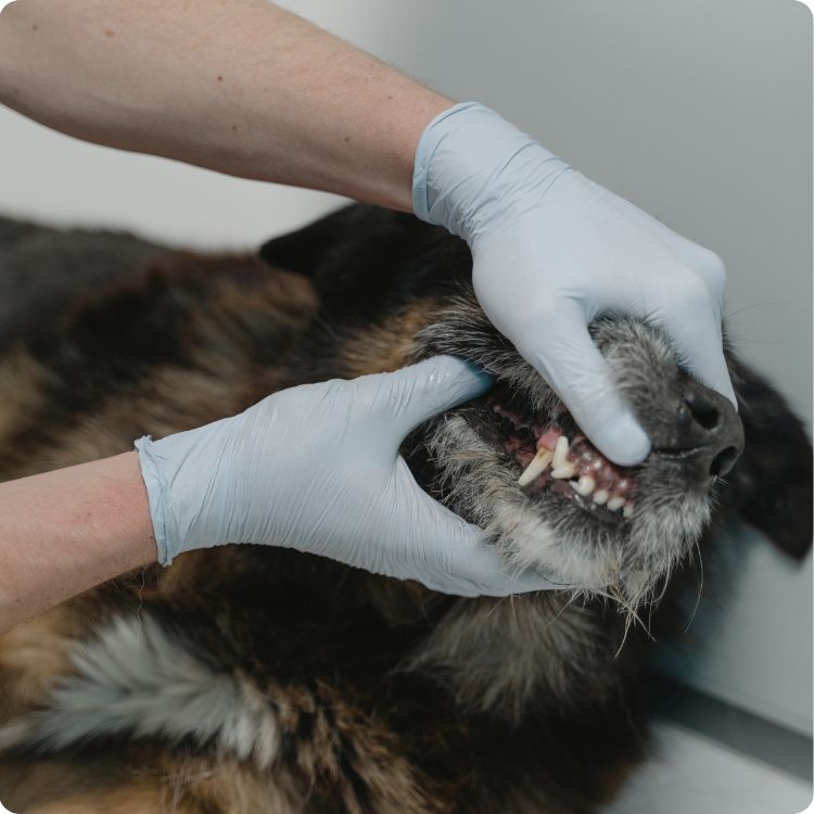 pet dental