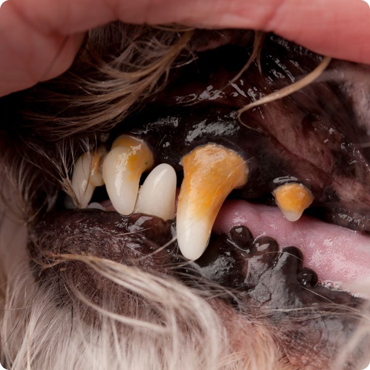 pet dental