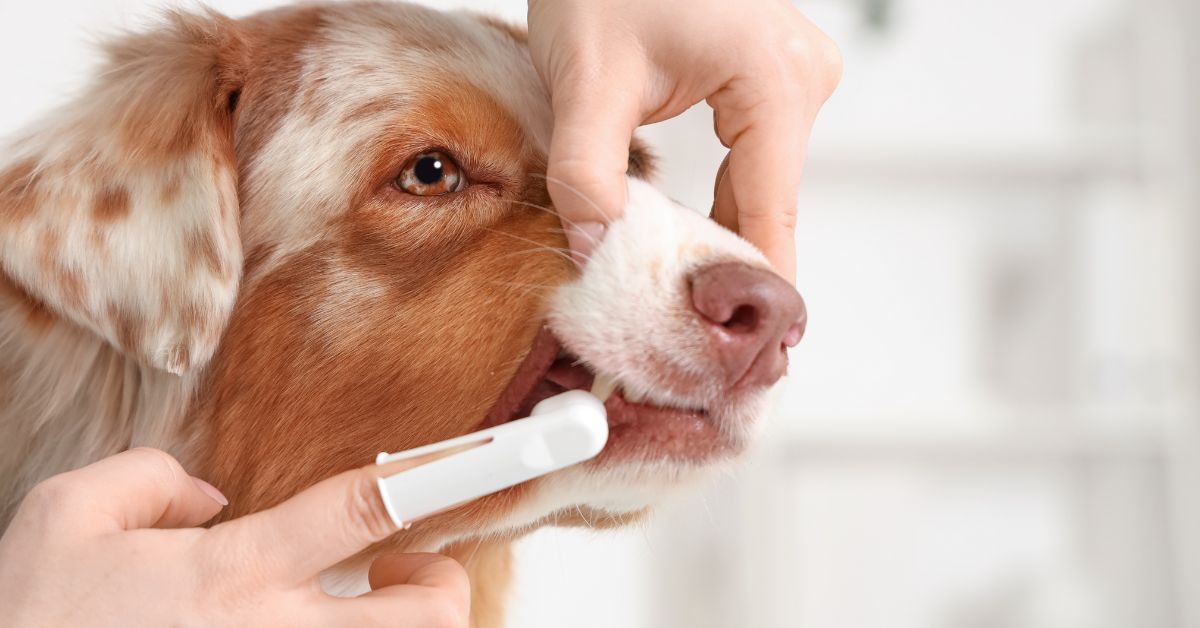 Pet Dental Scaling : Cost & Process at Klang Valley (2026)