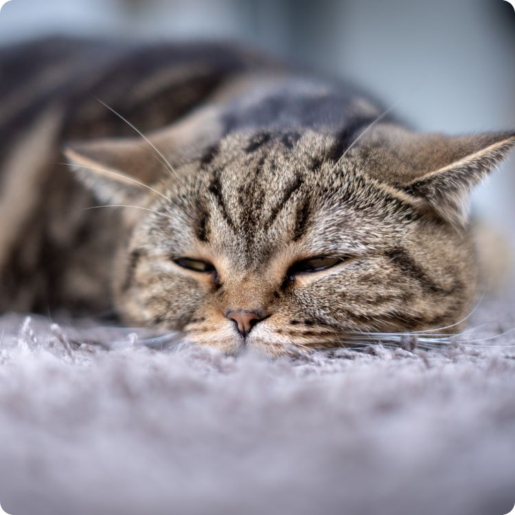 pet symptoms