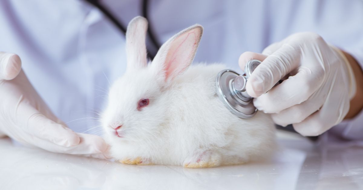8 Pet Emergency Symptoms You Cannot Ignore (Expert Review)