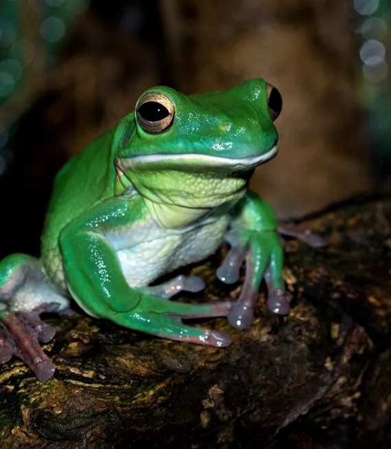 amphibians animals exocare exotic vet subang jaya