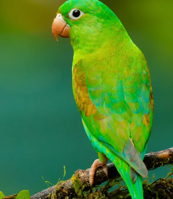 avian animals exocare exotic vet subang jaya (1)