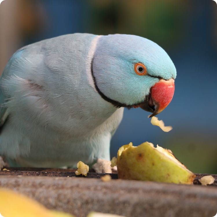 bird feeding