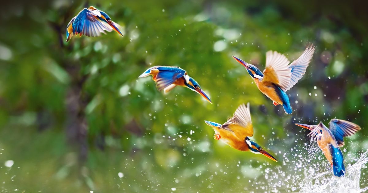 Fatal Bird Feeding Mistakes : Dr. Asma Guide for Malaysians