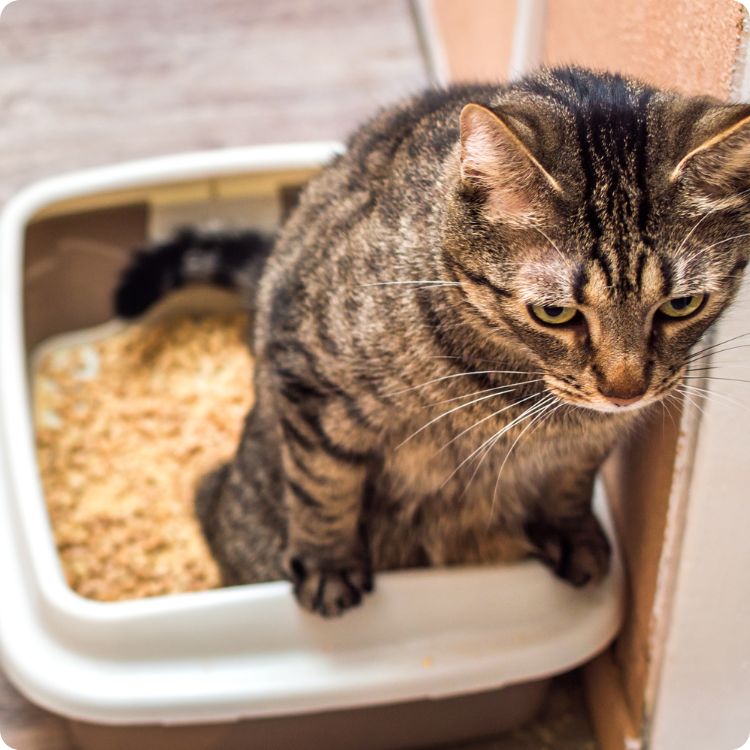 blood in cat urine