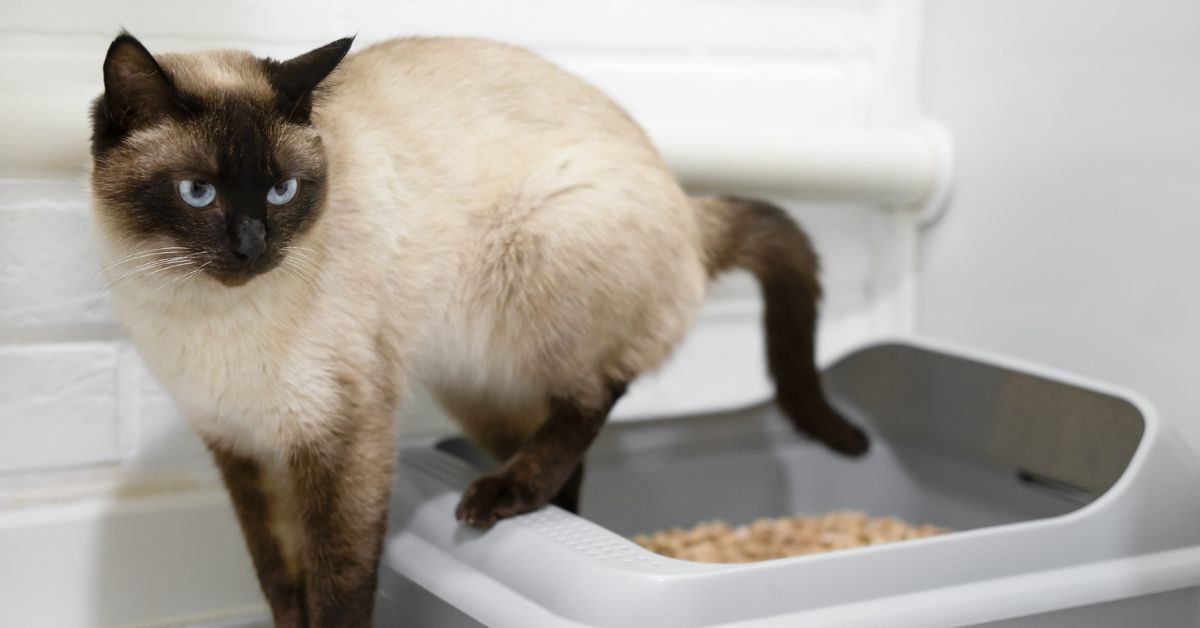 Spot Blood in Cat Urine? Dr. Asma Fariha Explains Your Next Steps