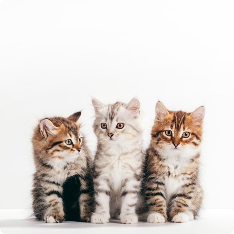 cat blood bank