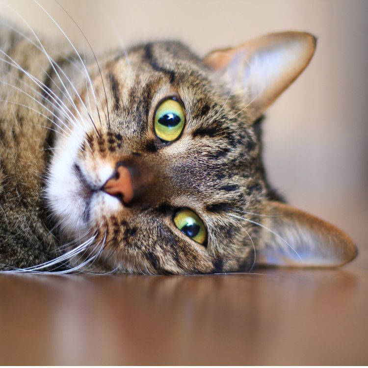 cat blood bank
