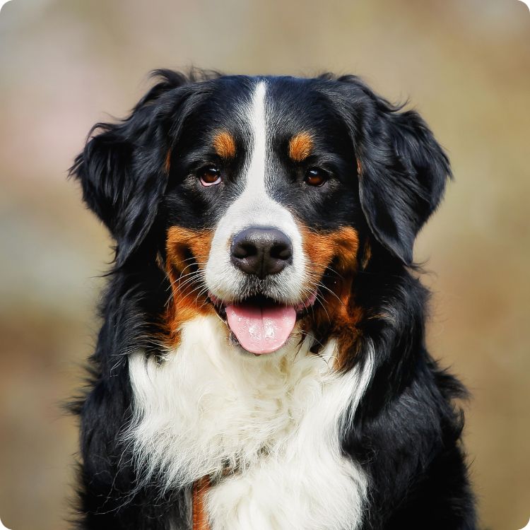 dog blood bank