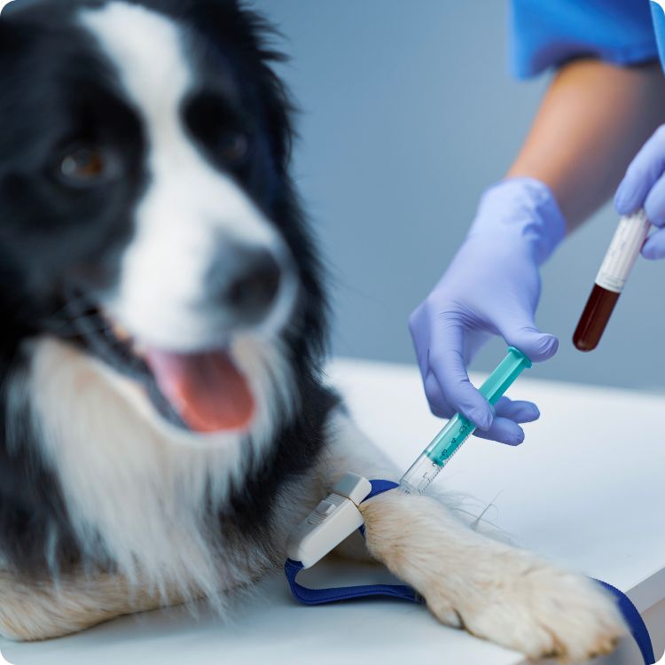 dog blood bank