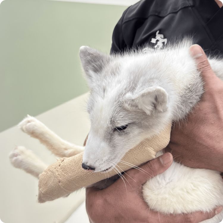 exotic pets in malaysia