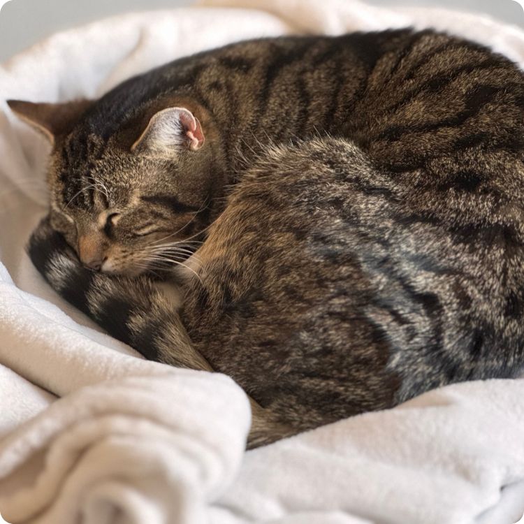 sign of cat dying