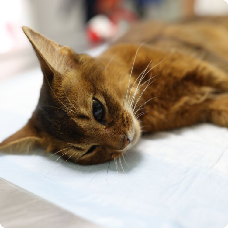 sign of cat dying
