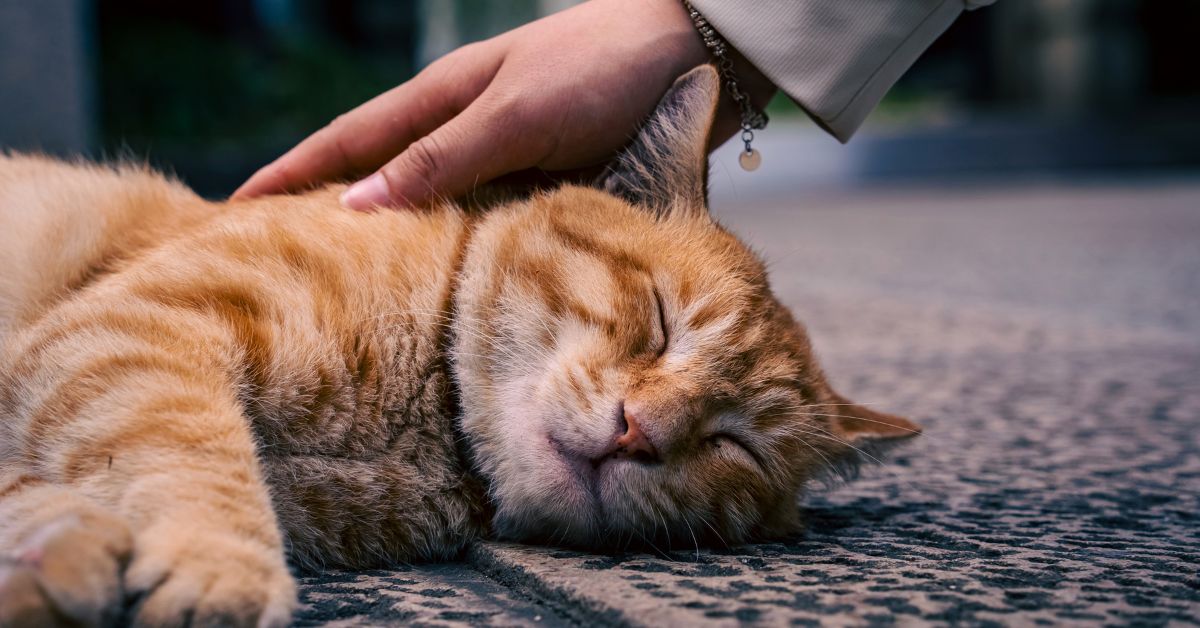 Facing a Sign of Cat Dying? Our Vet Specialist Honest Guide