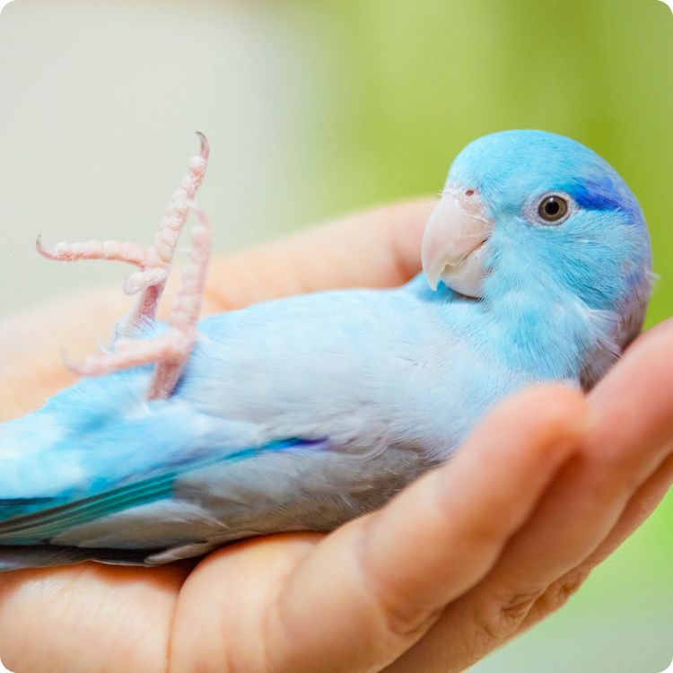 exotic pets