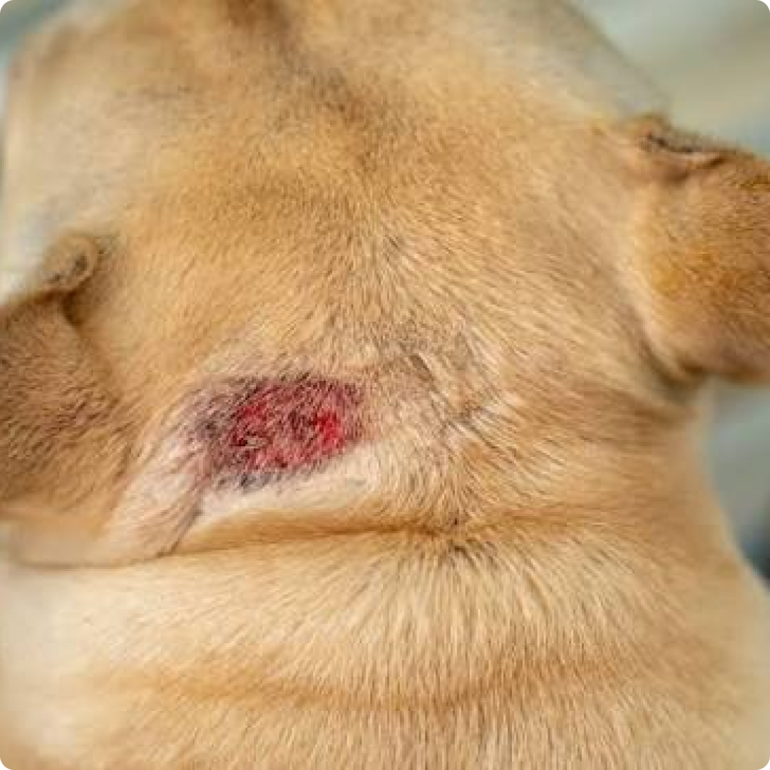 dog skin allergy treatment in malaysia