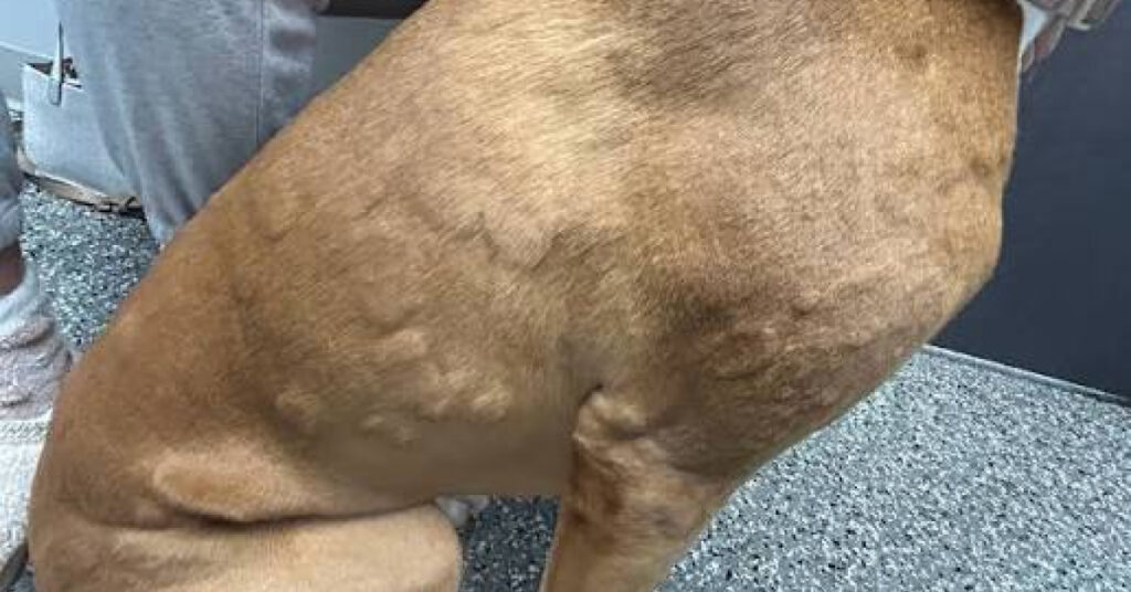 dog skin allergy treatment