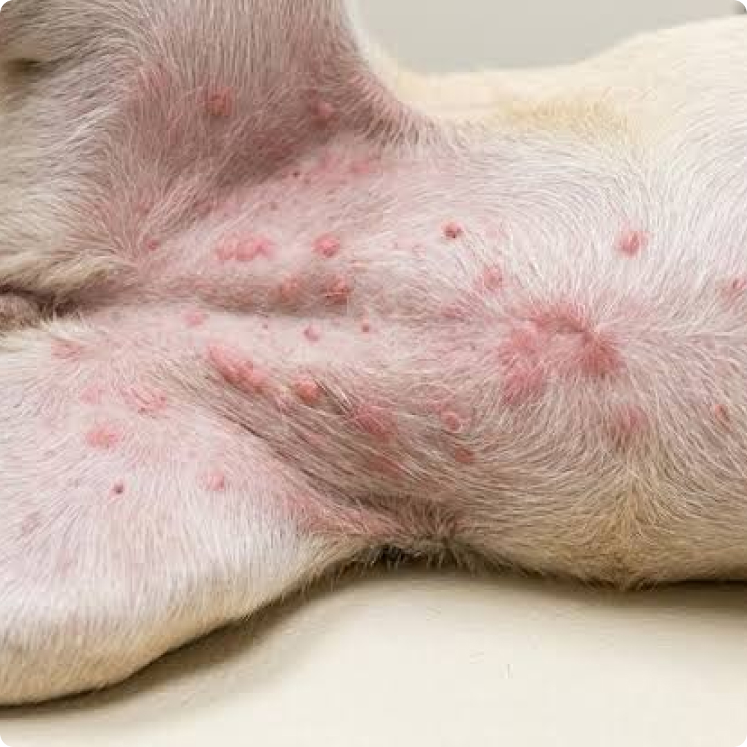 dog skin allergy treatment in malaysia
