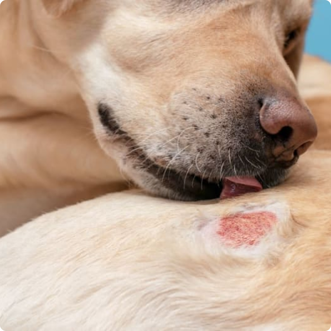 dog skin allergy treatment in malaysia