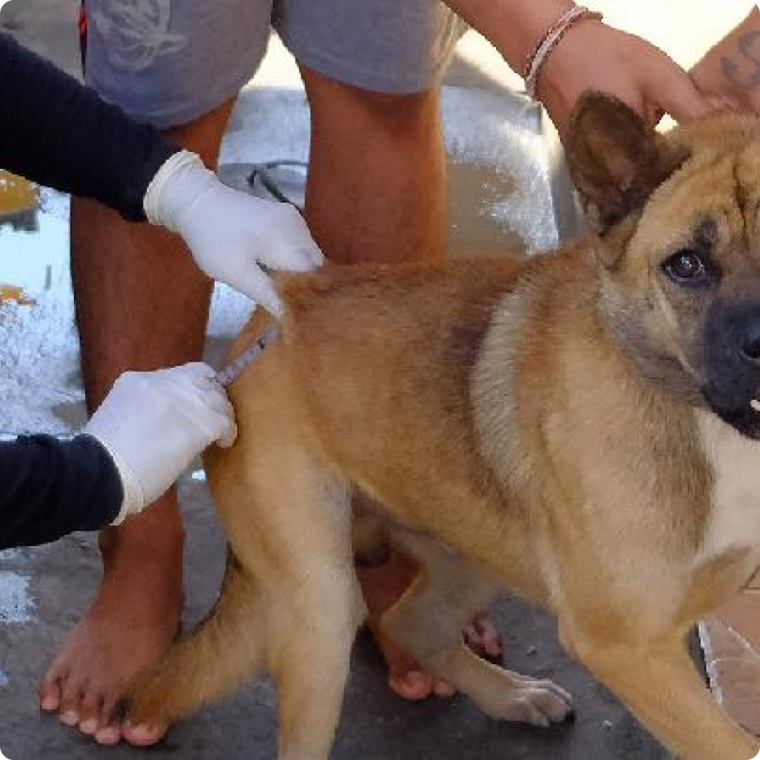 dog puppy vaccination in subang jaya