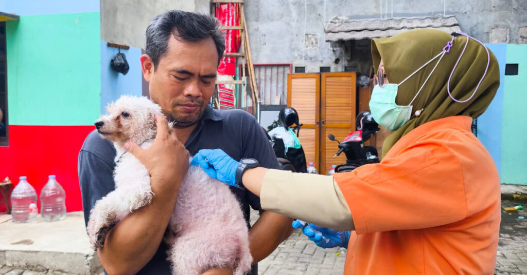 dog vaccination process