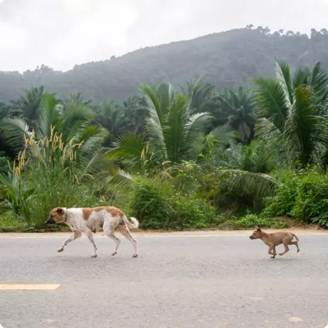 aggressive dog in malaysia