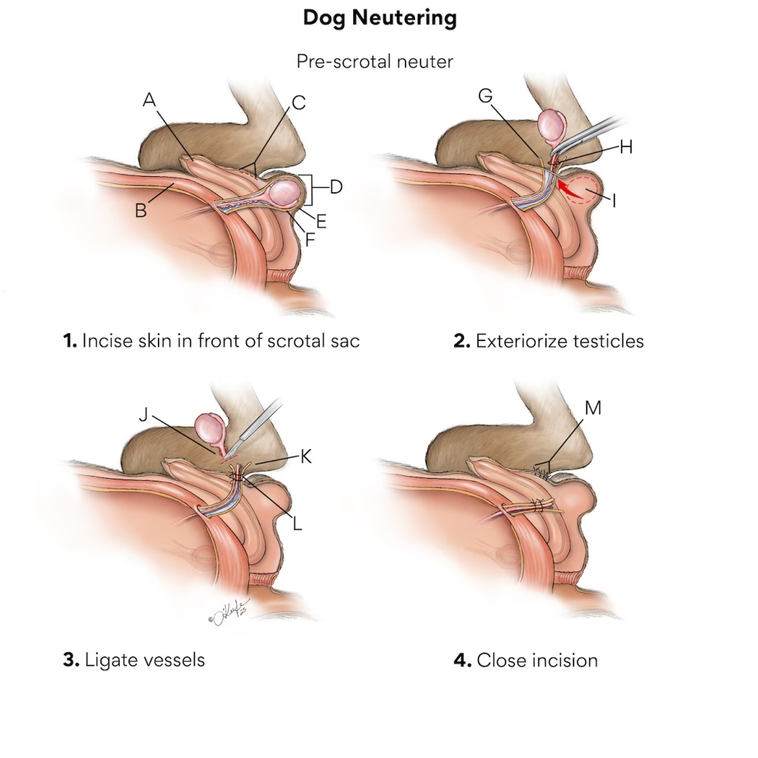 neuter dog in malaysia