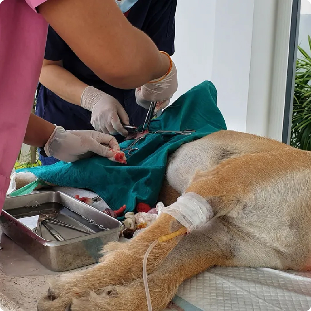 neuter dog in malaysia