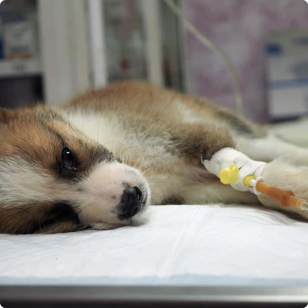 parvovirus dog symptoms