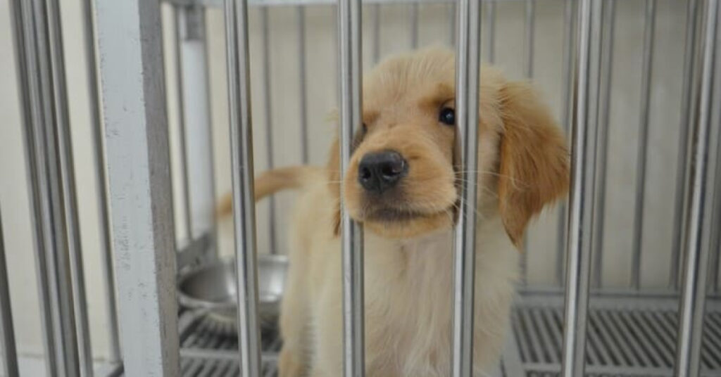 parvovirus dog treatment in malaysia