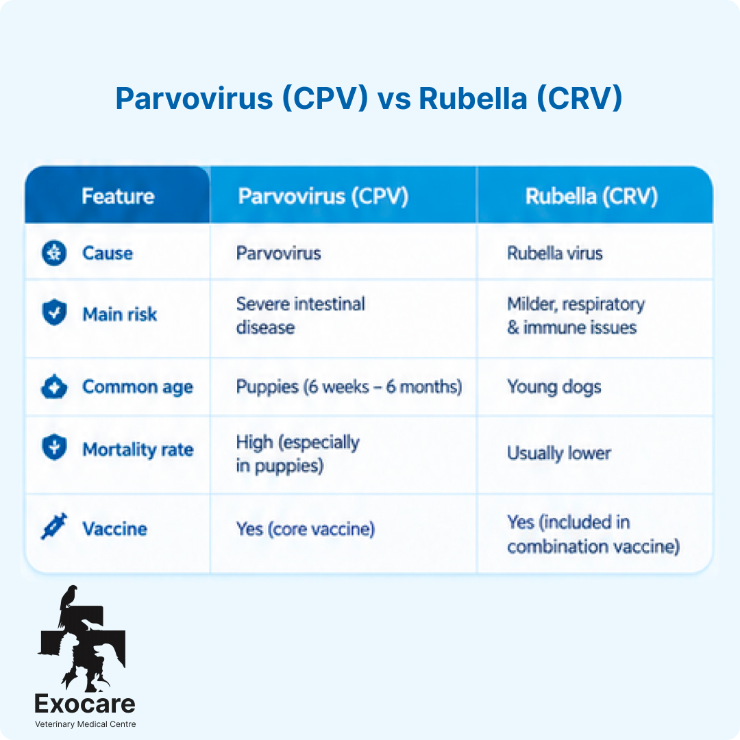 parvovirus vs rubella in dogs