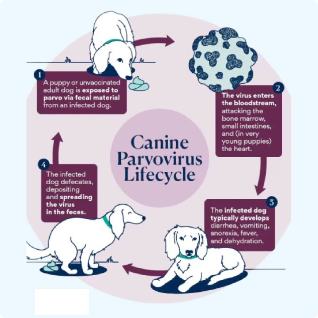 parvovirus dog lifecycle