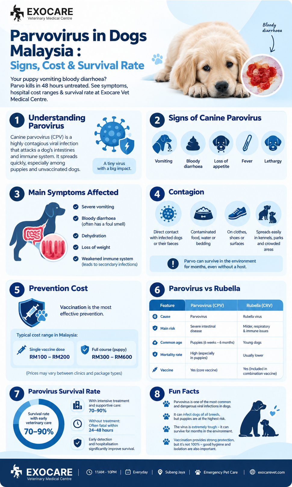 parvovirus dog infographic