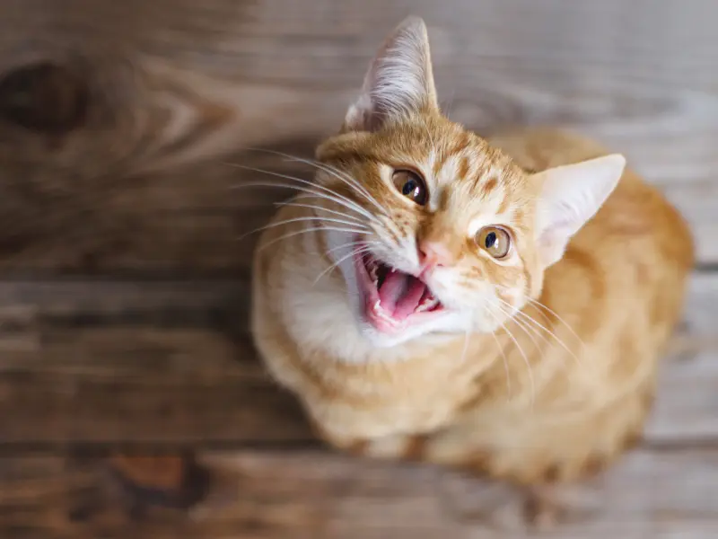 Domestic cat