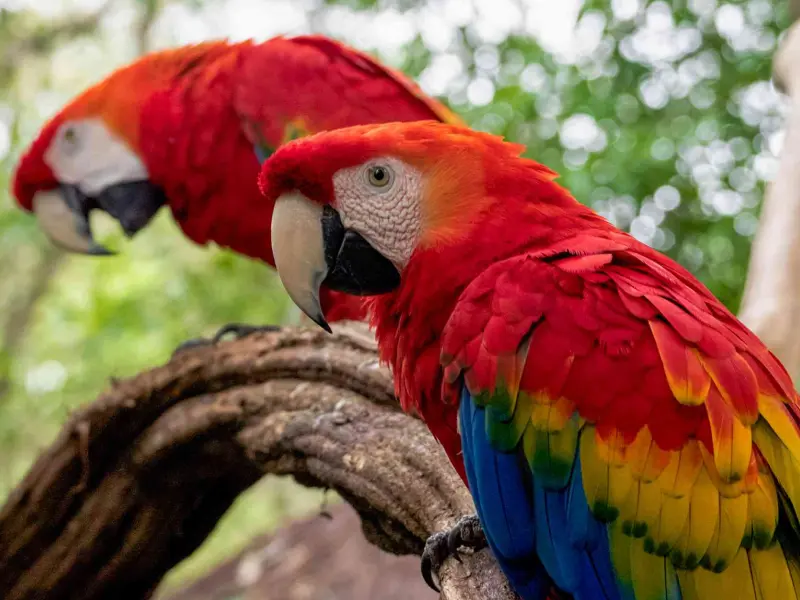 Pet bird