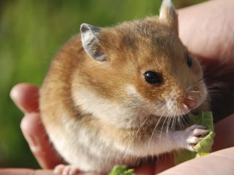 Pet hamster