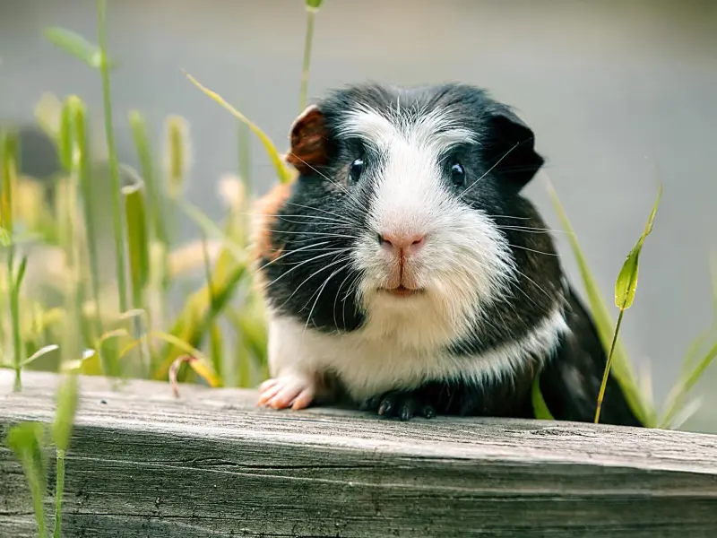 Pet guinea pig