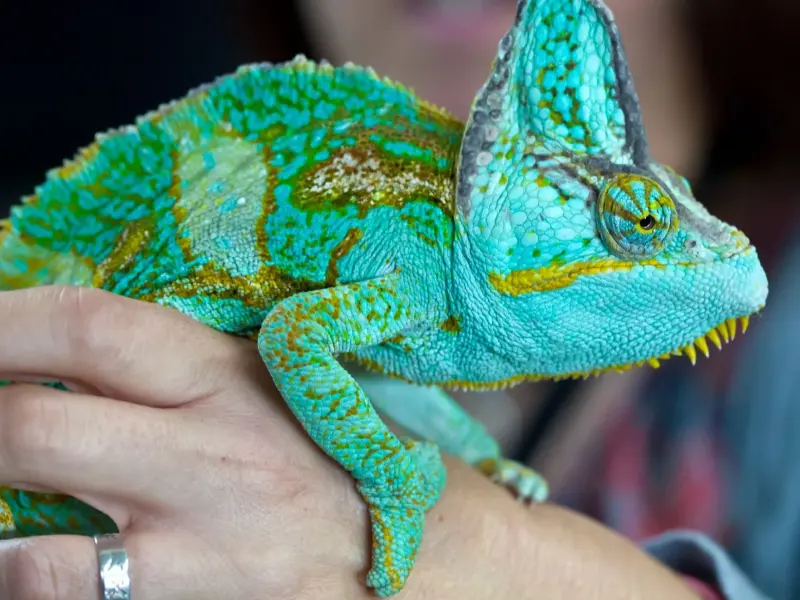 Pet reptile
