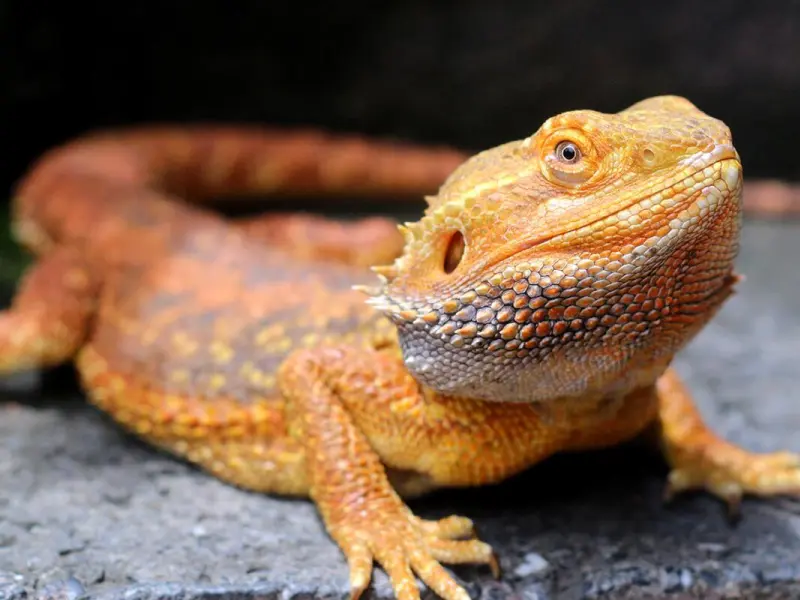 Bearded dragon